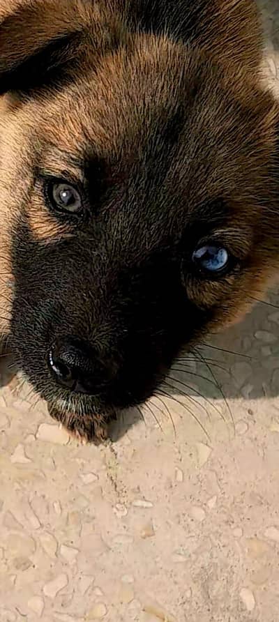 belgiun malinois  puppy