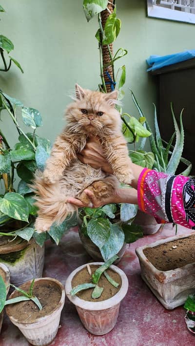 persian short legged triple coated brown female for sale !!!