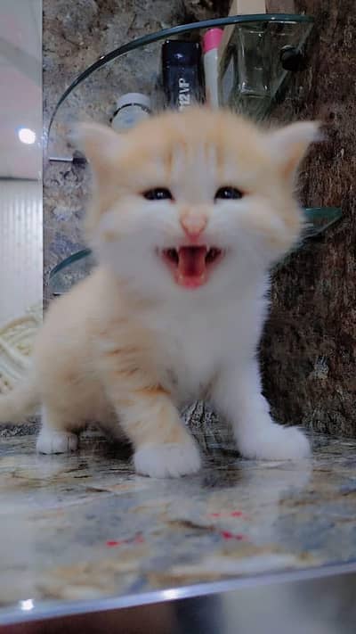 Persian kittens