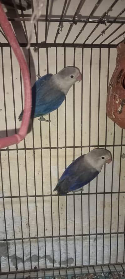 love bird for sale healthy and active