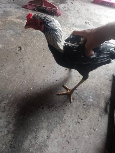 white bangles and aseel male