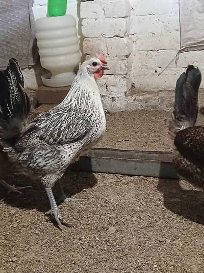 Fresh egg laying hens available.