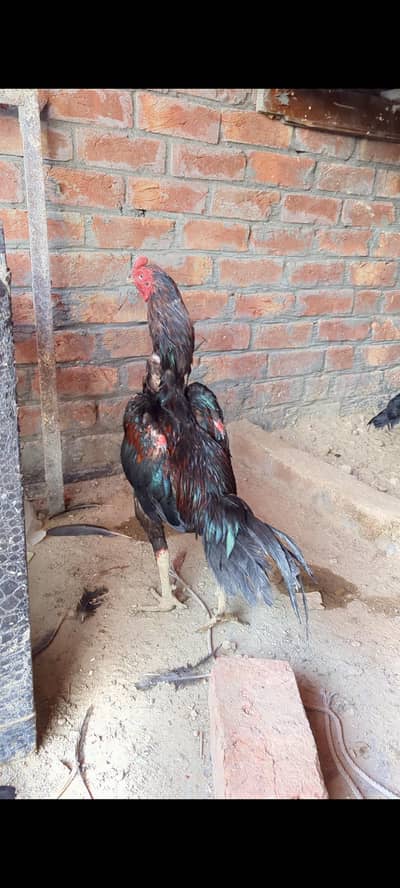 Thai+vait chicks available