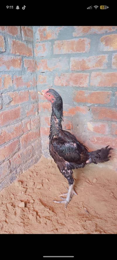 Thai+vait chicks available