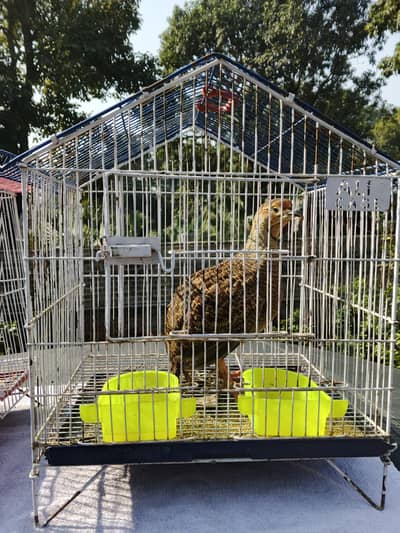 Dakhni Teeter Male age two years