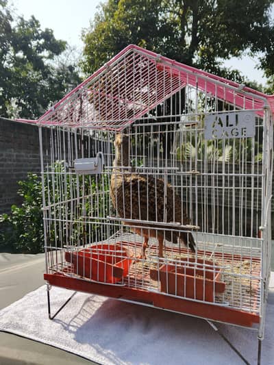 Dakhni Teeter Female required l