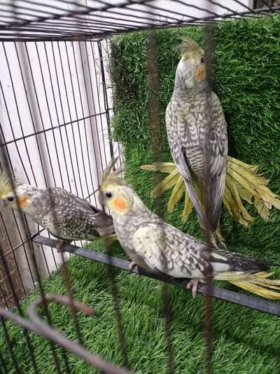 pearl cocktail pathy