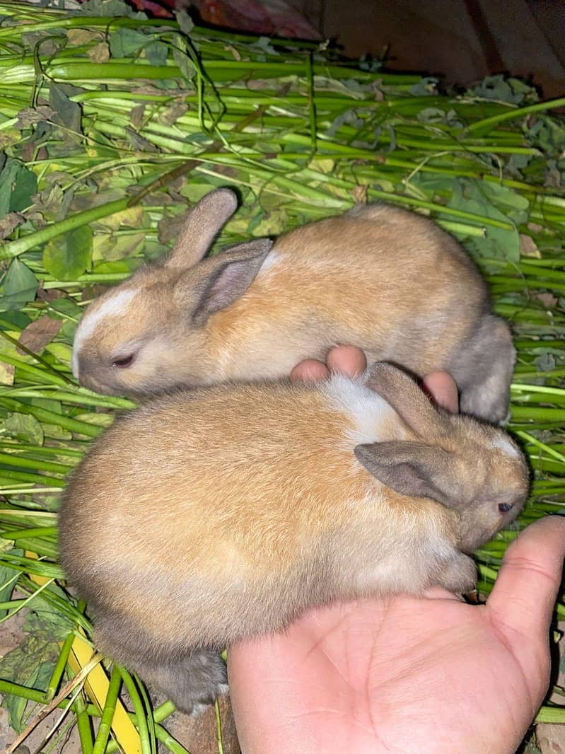 red eyes rabbit/baby/fresh meat/rabbit skin available - Rabbits ...