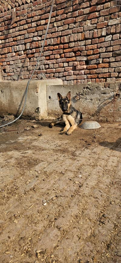 German shepherd male 8 month age 03153860010