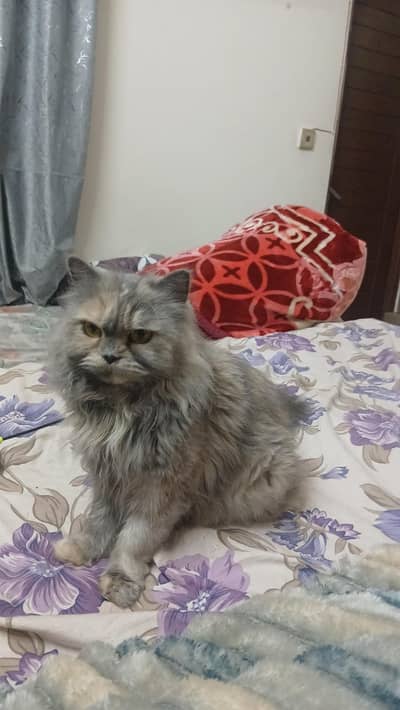 persian fenale cat for sale very loving