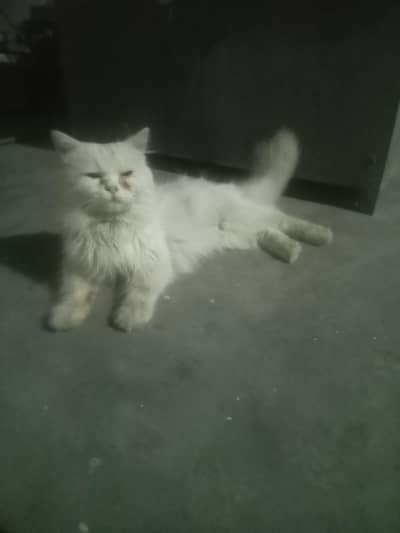 Male Persian cat