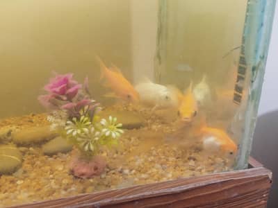 5 fishes for sale in 1200