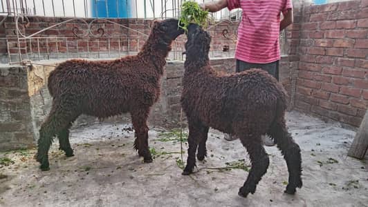 Desi bakra black brown mundra
