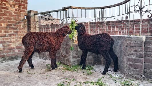 Desi bakra black brown mundra