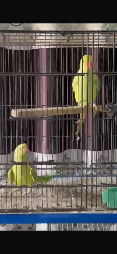 Green Ringneck pair for sell