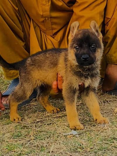 bigyari dog for sale age 2 mont active bacha h sahi