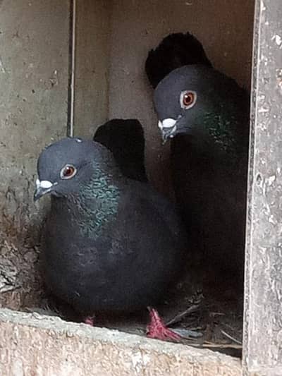 kabootar joora for sale