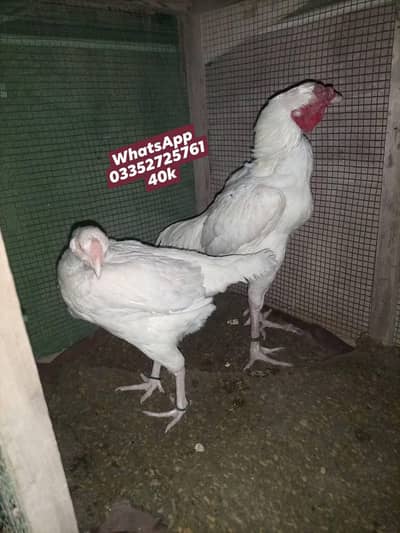 Aseel Qandari heera pair paper White Available for sale 03352725761