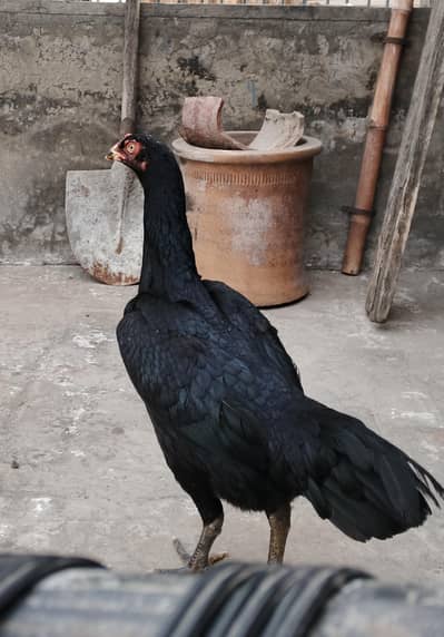 Aseel murgi combination of shamu and thai {03278846467}