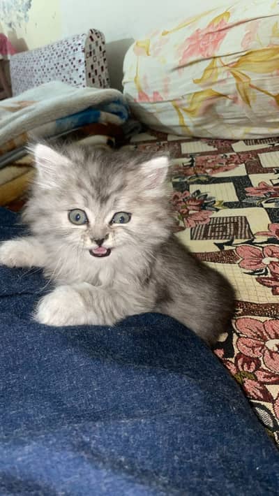 Persian kitten grey with white color