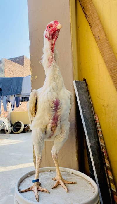 Extreme Quality Paper White German O Shamo Female Hamid Bhatti Breed. .