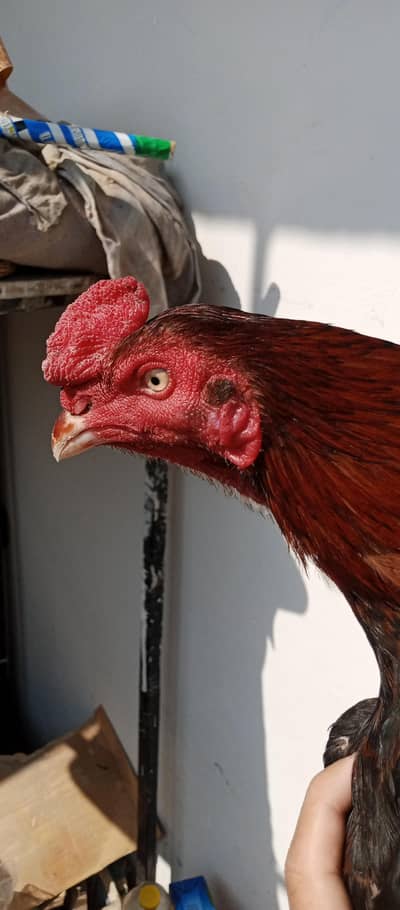 High quality aseel lakha patha