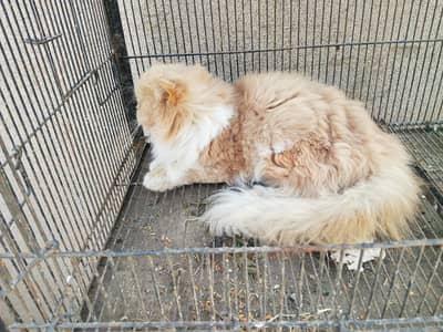 Persian cat for sale