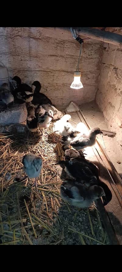 Thai Dragon and Thai Pakoy