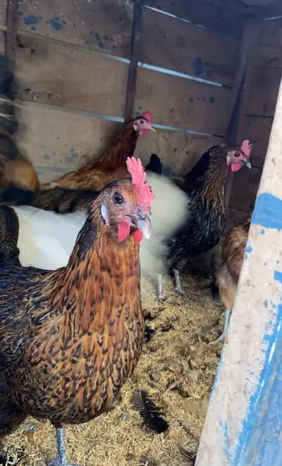 Golden Misri Hens Available. Eggs Gurrentee. High Quality Vaccinated.
