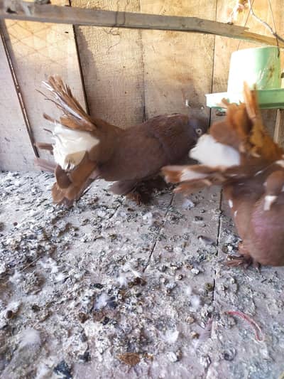 amarican lacay and laray hooa  pigen