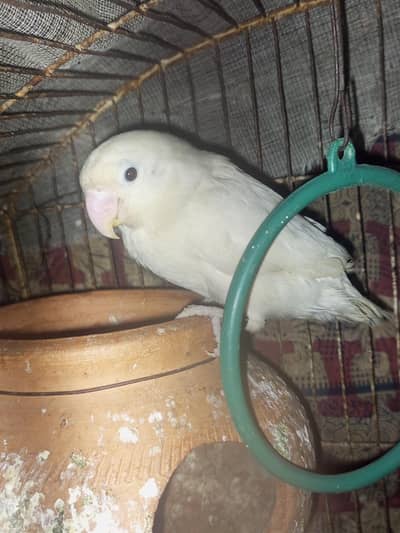 Albino Red Eye Split Male