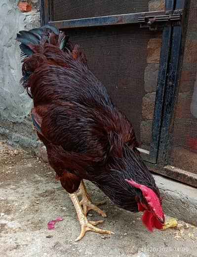 RIR Heritage Breeder Pair Available