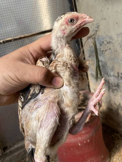 Aseel chiks available