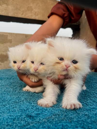 Persian White Cat Puppies With Blue Eyes