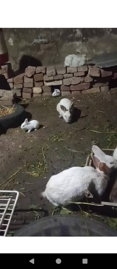 new Zealand bread rabbits for sale