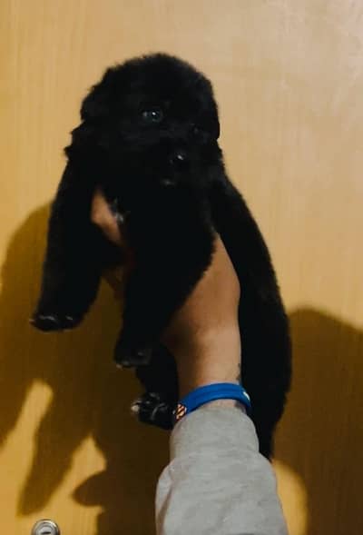 Black shepherd female puppy available for sale location Lahore