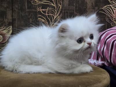 tripal cort  .  hazal gray eyes  kitten  for sale