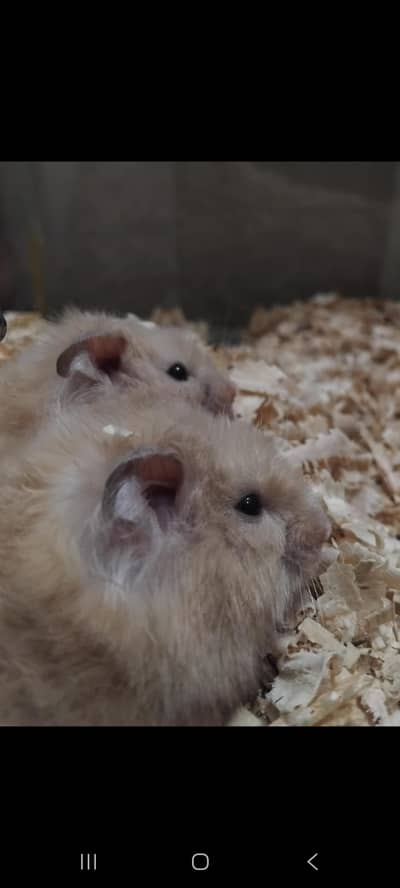 Hamster trio  for sake