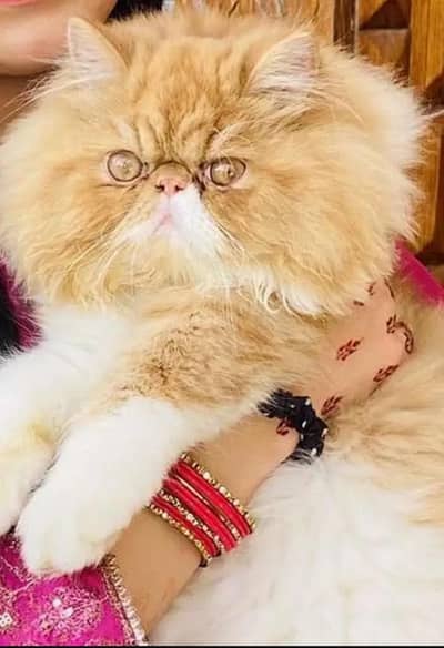 High Quality Cfa bloodline breeder Male piki/peki persian