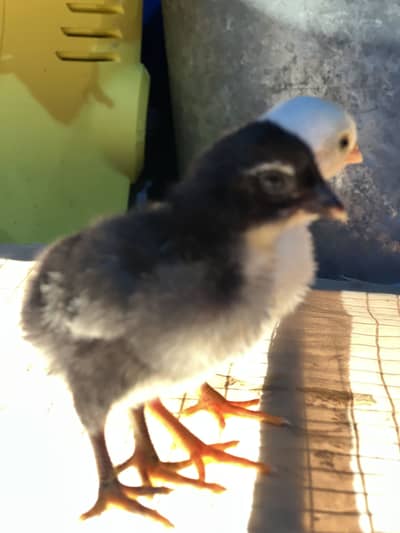 Aseel shamo  healthy and active chicks for sale