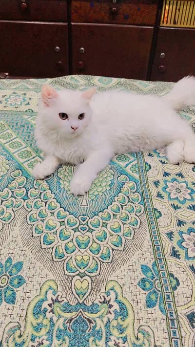 persian female long hair