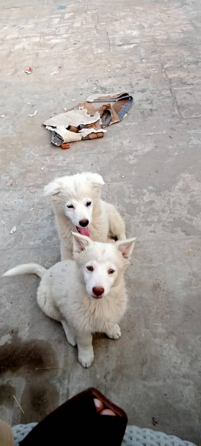 Russian Spitz extreme quality puppy's