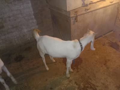 Bakra crose kamori