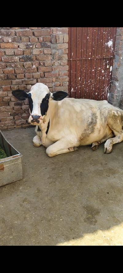 farezan full healthy and active cow 03085490586