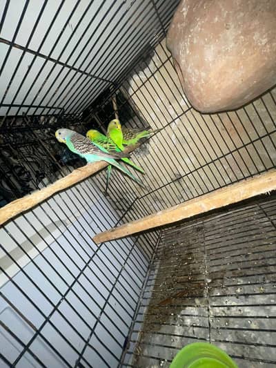 Australian and love birds breeder pairs