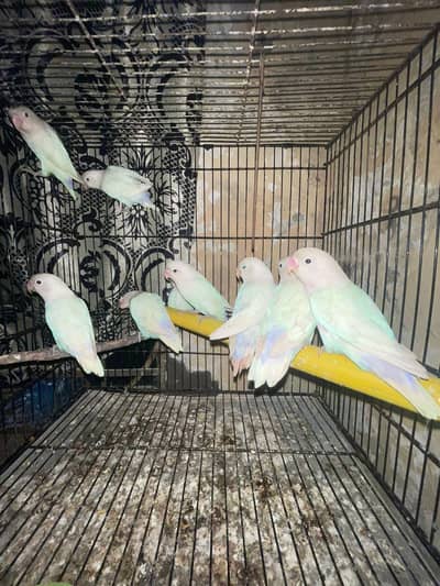 love birds breeder pairs