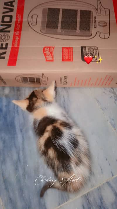 3 Female & 1 Male kitten from same Mother Cat.