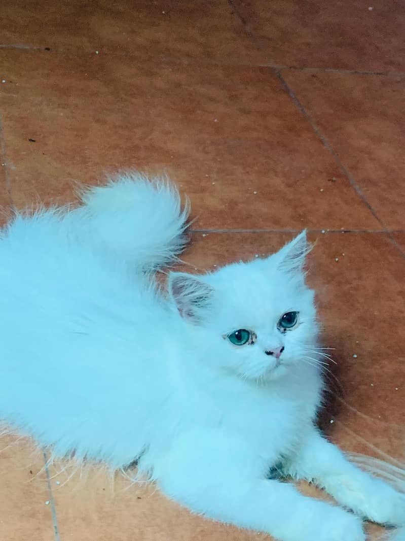 Persian cat 0