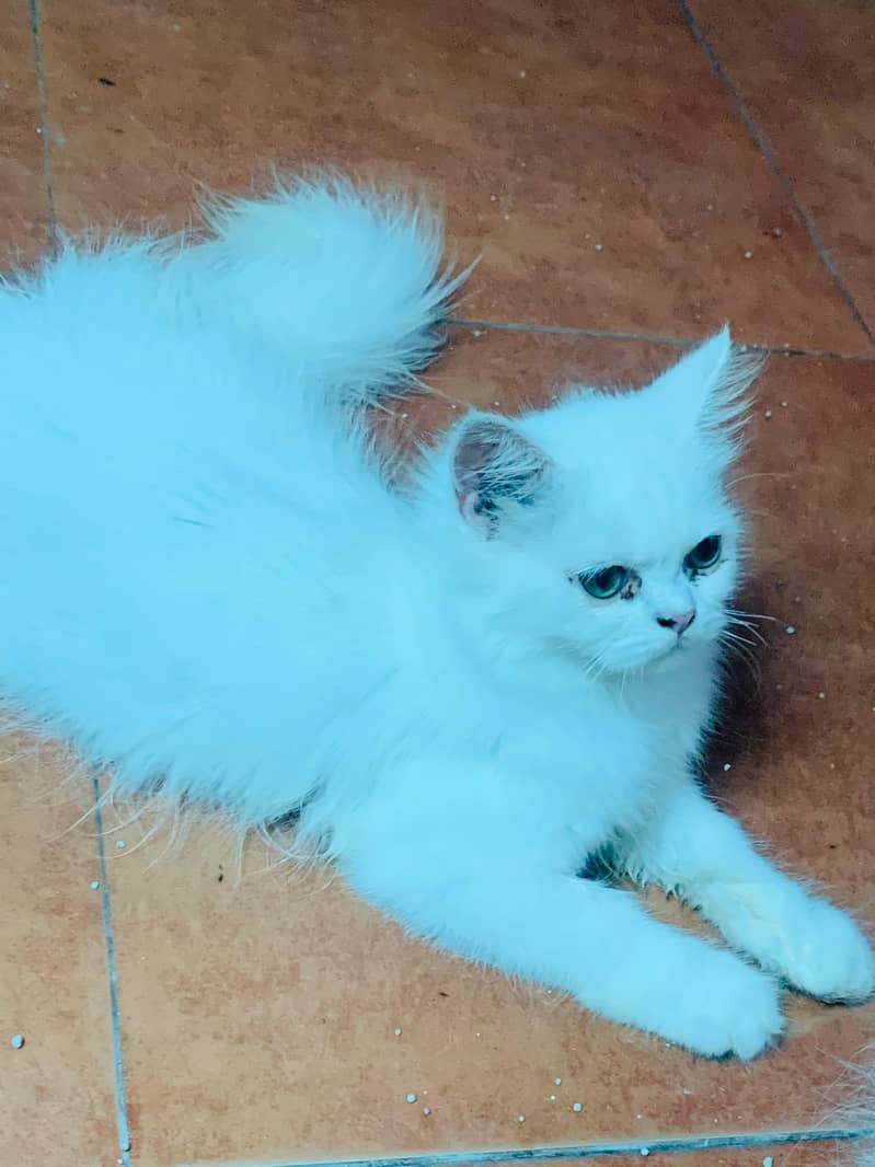 Persian cat 1