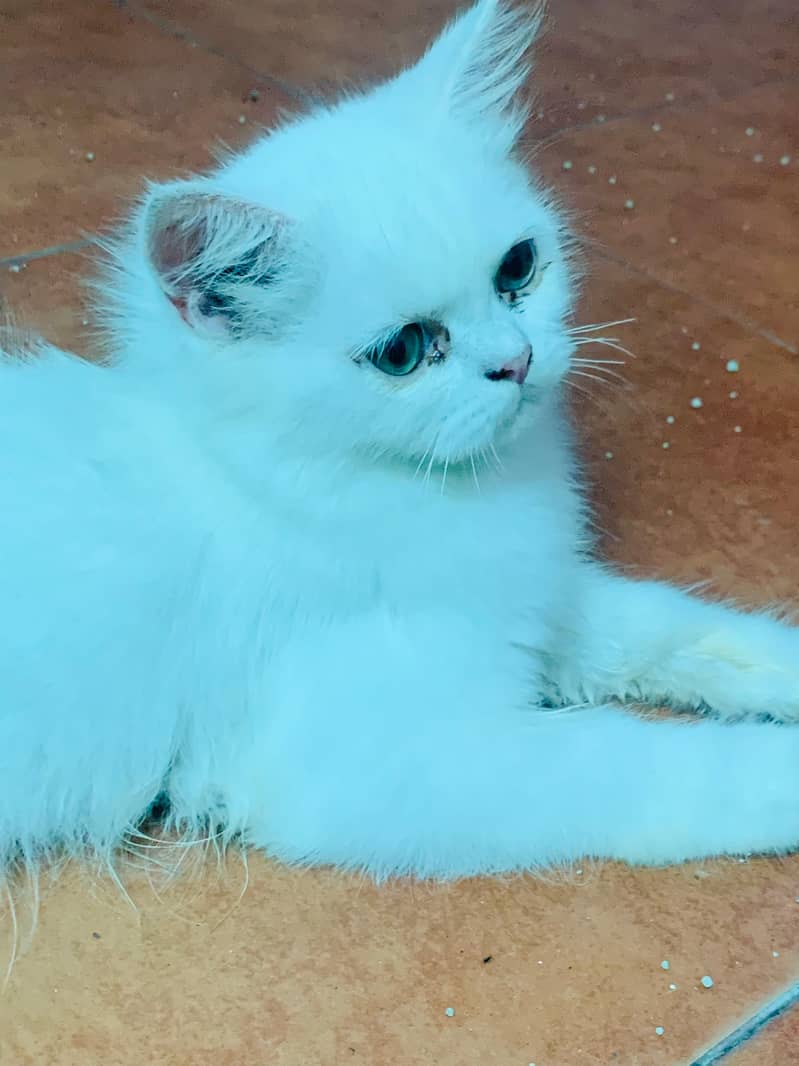 Persian cat 3